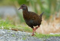 Chrastal weka - Gallirallus australis - Weka 1400